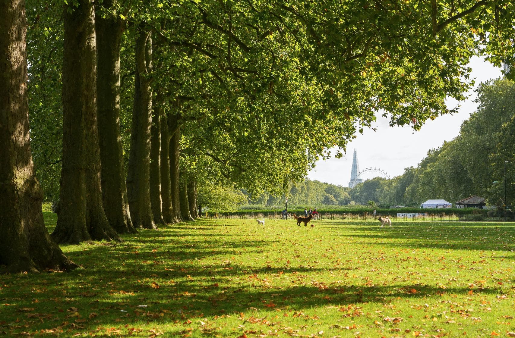 field in london